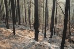 bushfire clears the understory of all plants