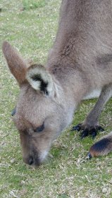CPRS | Grey kangaroo