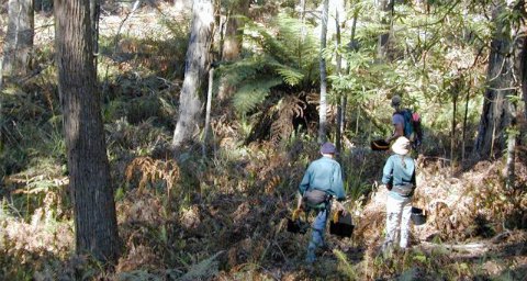 biosequestration in eucalyptus forest, NSW