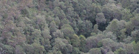 carbon offsets forest biosequestration