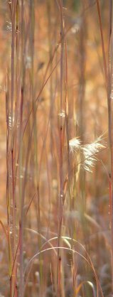 carbon sequestering | biosequestration into grasses