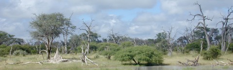 climate change human evolution | African savanna