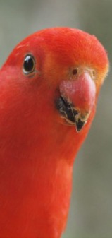 climate zones king parrot