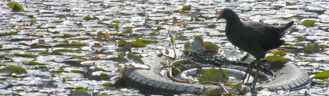 conservation climate change | river pollution in Sydney Australia