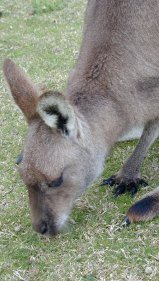 CPRS | Grey kangaroo