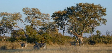 abrupt climate change to savanna