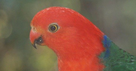 adaptive capacity King parrot