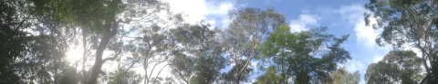 Anthropogenic climate change | treetops