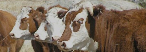 carbon farming carbon credits cattle