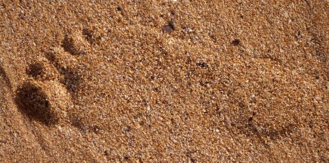 carbon footprint in sand