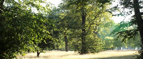 carbon offsets | Reduced emissions from degradation and deforestation