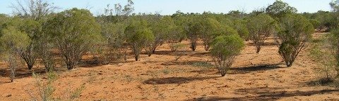 carbon sinks rangeland soils