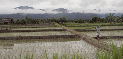 climate change adaptation | paddy fields