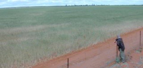 climate change adaptation | wheat fields in Western Australia