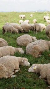 climate change agriculture |  sheep France