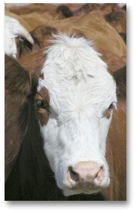 CO2 emissions from cattle